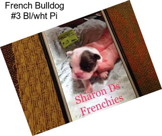 French Bulldog #3 Bl/wht Pi