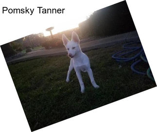 Pomsky Tanner