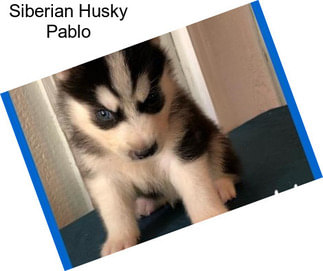 Siberian Husky Pablo
