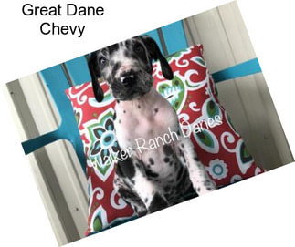 Great Dane Chevy