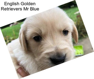 English Golden Retrievers Mr Blue