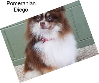 Pomeranian Diego