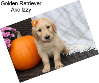 Golden Retriever Akc Izzy