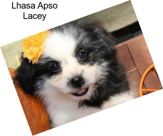 Lhasa Apso Lacey