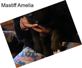 Mastiff Amelia