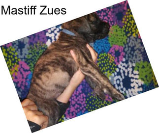 Mastiff Zues