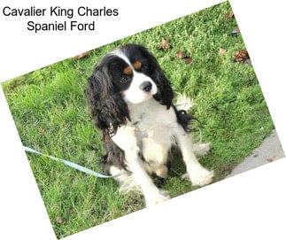 Cavalier King Charles Spaniel Ford
