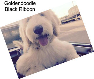 Goldendoodle Black Ribbon