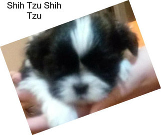 Shih Tzu Shih Tzu