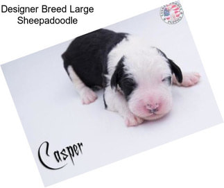 Designer Breed Large Sheepadoodle