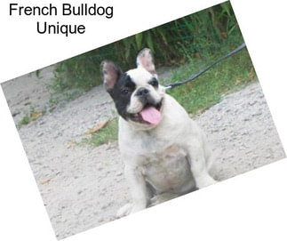 French Bulldog Unique