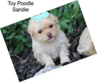 Toy Poodle Sandie