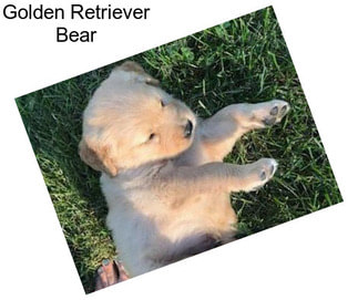 Golden Retriever Bear