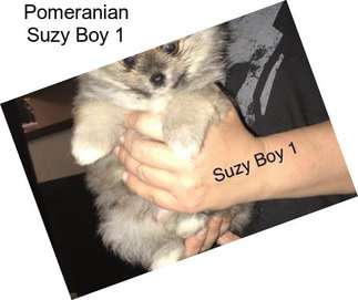 Pomeranian Suzy Boy 1