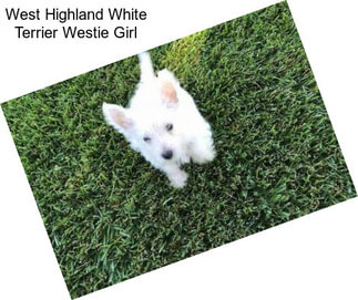 West Highland White Terrier Westie Girl