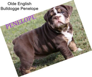 Olde English Bulldogge Penelope