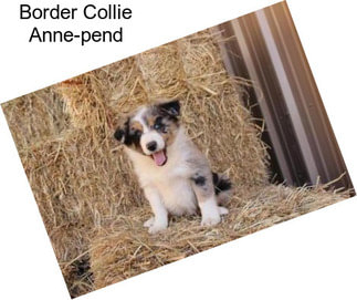 Border Collie Anne-pend
