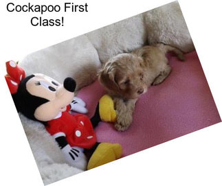 Cockapoo First Class!