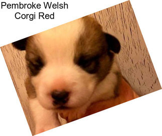 Pembroke Welsh Corgi Red