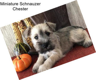 Miniature Schnauzer Chester