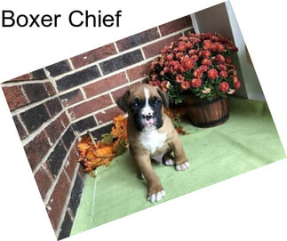 Boxer Chief