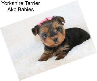 Yorkshire Terrier Akc Babies