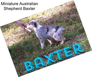 Miniature Australian Shepherd Baxter