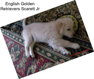 English Golden Retrievers Scarett Jr