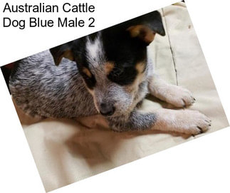 Australian Cattle Dog Blue Male 2