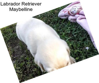 Labrador Retriever Maybelline