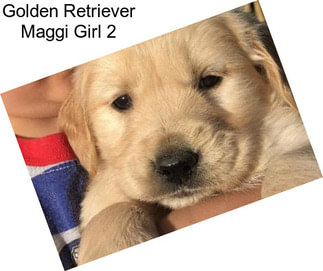 Golden Retriever Maggi Girl 2