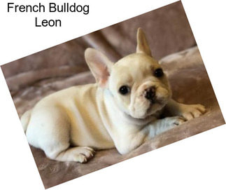 French Bulldog Leon