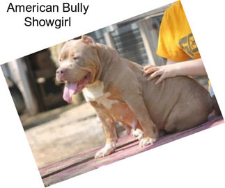 American Bully Showgirl