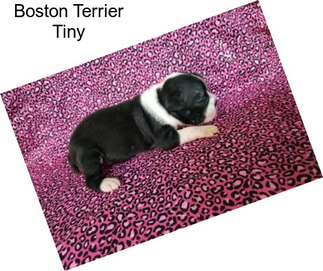 Boston Terrier Tiny