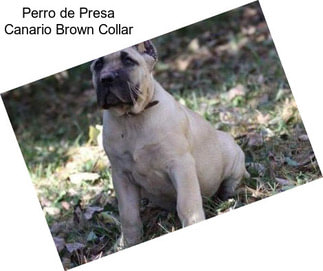 Perro de Presa Canario Brown Collar