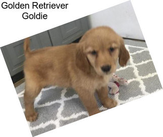 Golden Retriever Goldie