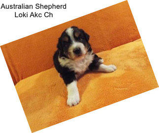 Australian Shepherd Loki Akc Ch