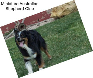 Miniature Australian Shepherd Olee