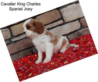 Cavalier King Charles Spaniel Joey