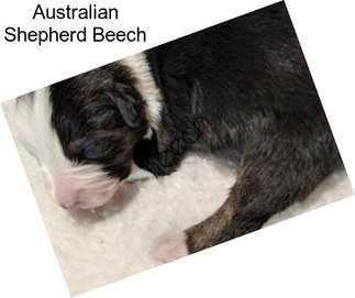 Australian Shepherd Beech