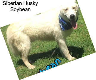Siberian Husky Soybean