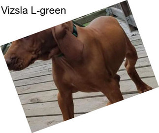 Vizsla L-green