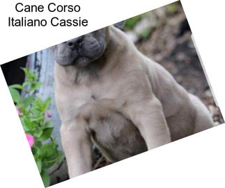 Cane Corso Italiano Cassie