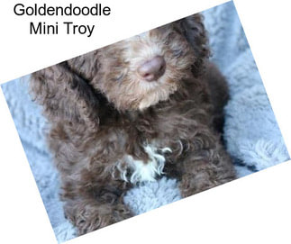 Goldendoodle Mini Troy
