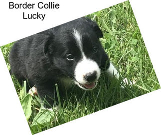 Border Collie Lucky