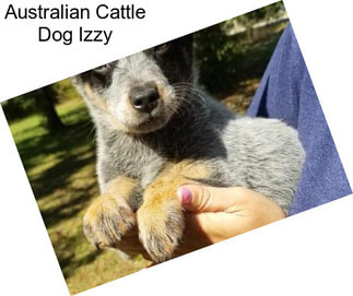 Australian Cattle Dog Izzy