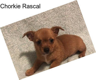 Chorkie Rascal