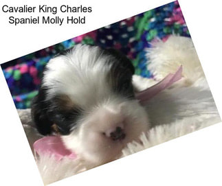 Cavalier King Charles Spaniel Molly Hold