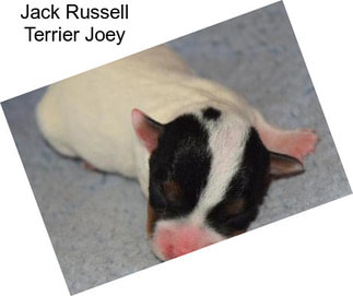 Jack Russell Terrier Joey