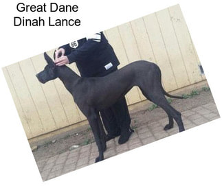 Great Dane Dinah Lance